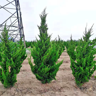 龙柏树 规格齐全 球形状龙柏树 大型龙柏树种植基地 万青园林